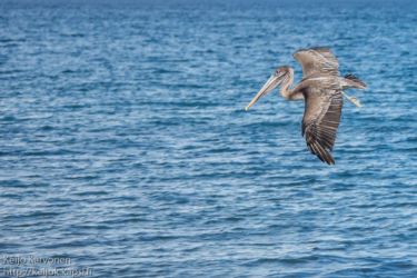 Ruskopelikaani (Pelecanus occidentalis)