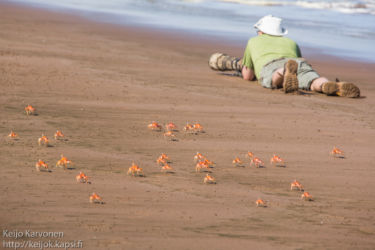 Ghost crab (Ocypode gaudichaudii)