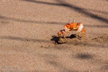 Ghost crab (Ocypode gaudichaudii)