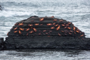 Laavarapu (Grapus grapus)