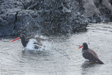 Amerikanmeriharakka (Haematopus palliatus)