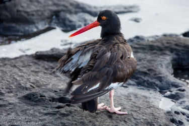 Amerikanmeriharakka (Haematopus palliatus)
