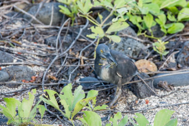 Galapagosinkyyryhaikara (Butorides sundevalli)