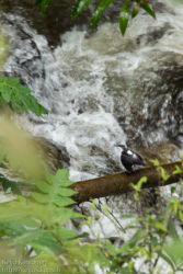 Andienkoskikara (Cinclus leucocephalus)