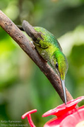 Lippupyrstökolibri (Ocreatus underwoodii)