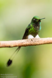Lippupyrstökolibri (Ocreatus underwoodii)