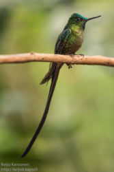 Säihkyhännyskolibri (Aglaiocercus coelestis)