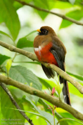 Naamiotrogoni (Trogon personatus)