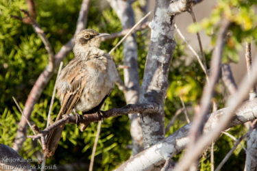 Galapagosinmatkija (Nesomimus parvulus)