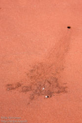 Ghost crab (Ocypode gaudichaudii)