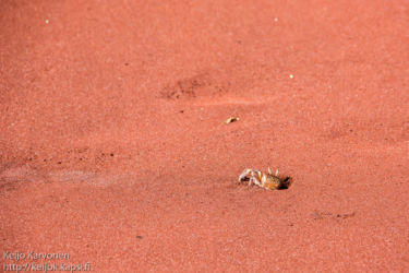 Ghost crab (Ocypode gaudichaudii)