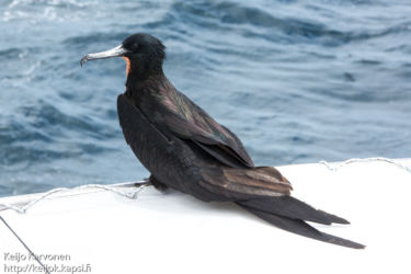Keisarifregattilintu (Fregata magnificens)