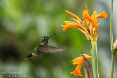 Vihersäihkykolibri (Heliodoxa jacula)
