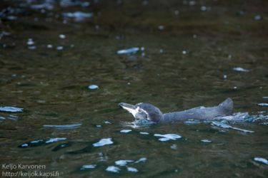 Galapagosinpingviini (Spheniscus mendiculus)
