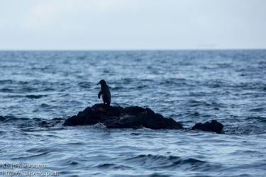 Galapagosinpingviini (Spheniscus mendiculus)