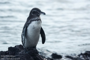 Galapagosinpingviini (Spheniscus mendiculus)