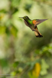 Vihersäihkykolibri (Heliodoxa jacula)