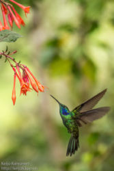 Viherorvokkikolibri (Colibri thalassinus)