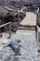 Galápagos sea lion (Zalophus wollebaeki)
