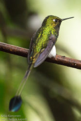 Lippupyrstökolibri (Ocreatus underwoodii)