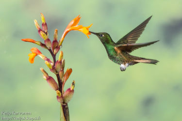 Lippupyrstökolibri (Ocreatus underwoodii)