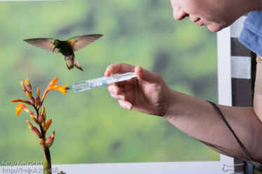 Vihersäihkykolibri (Heliodoxa jacula)