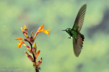 Lippupyrstökolibri (Ocreatus underwoodii)
