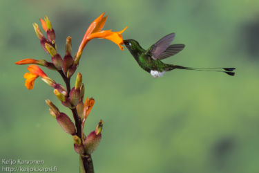 Lippupyrstökolibri (Ocreatus underwoodii)