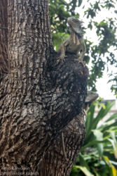 Vihreä iguaani (Iguana iguana), Guayaquil