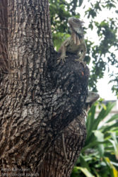 Vihreä iguaani (Iguana iguana), Guayaquil
