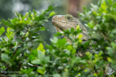 Vihreä iguaani (Iguana iguana), Guayaquil