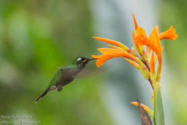 Vihersäihkykolibri (Heliodoxa jacula)