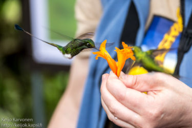 Lippupyrstökolibri (Ocreatus underwoodii)