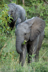 Afrikannorsu (Loxodonta africana)