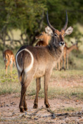 Vesiantilooppi (Kobus ellipsiprymnus)