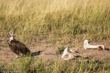 Huppukorppikotka (Necrosyrtes monachus)
