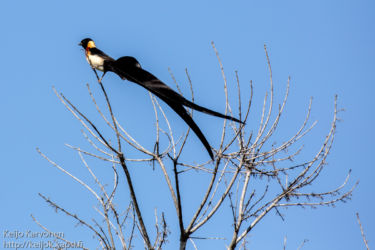 Paratiisileski (Vidua paradisaea)