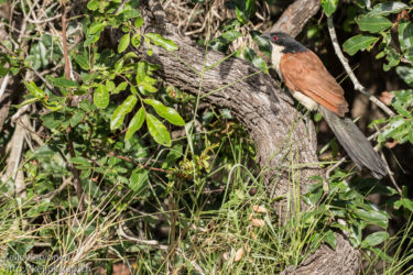 Afrikankukaali (Centropus senegalensis)