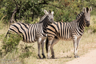 Kvagga (Equus quagga), Loisnokkeli (Buphagus erythrorhynchus)