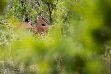 Impala (Aepyceros melampus)