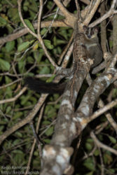 Viirunaamamaki (Phaner furcifer)
