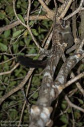Viirunaamamaki (Phaner furcifer)