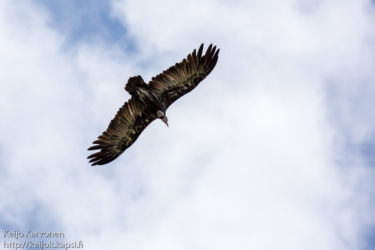 Huppukorppikotka (Necrosyrtes monachus)