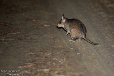 Votsotsa (Hypogeomys childrenantimena), Kirindy National Park