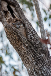 Punahäntämaki (Lepilemur ruficaudatus), Kirindy National Park