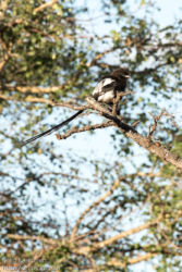 Mustaharakkalepinkäinen (Corvinella melanoleuca)