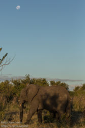Afrikannorsu (Loxodonta africana)