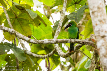 Punaperätukaani (Aulacorhynchus haematopygus)