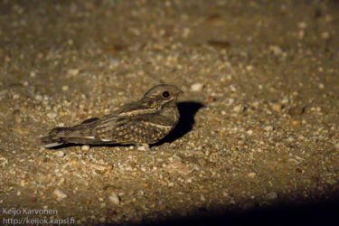 Kapinkehrääjä (Caprimulgus pectoralis)