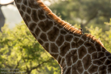Etelä-Afrikan kirahvi (G.c.giraffa), Loisnokkeli (Buphagus erythrorhynchus)